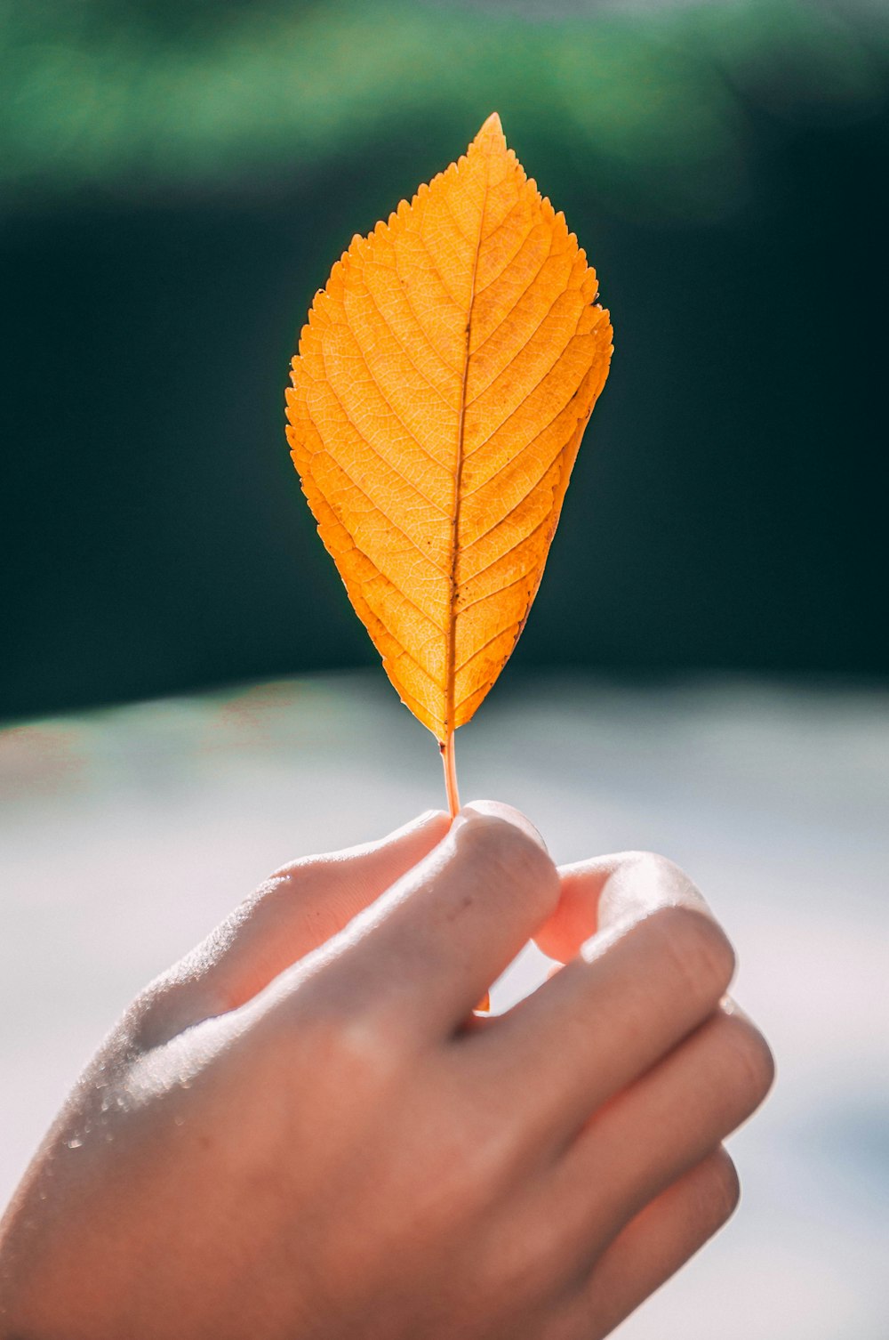 yellow leaf