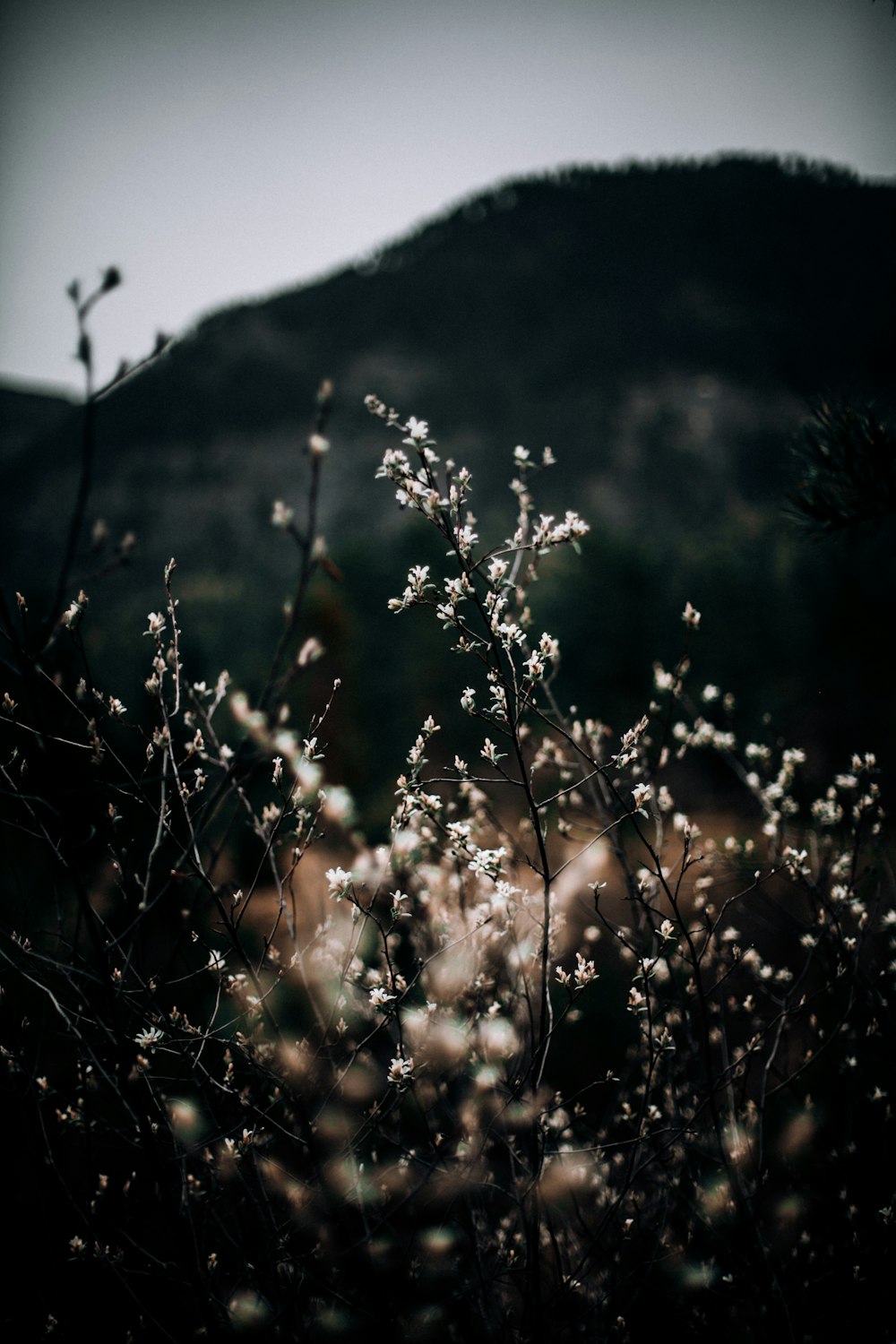 white petaled flower