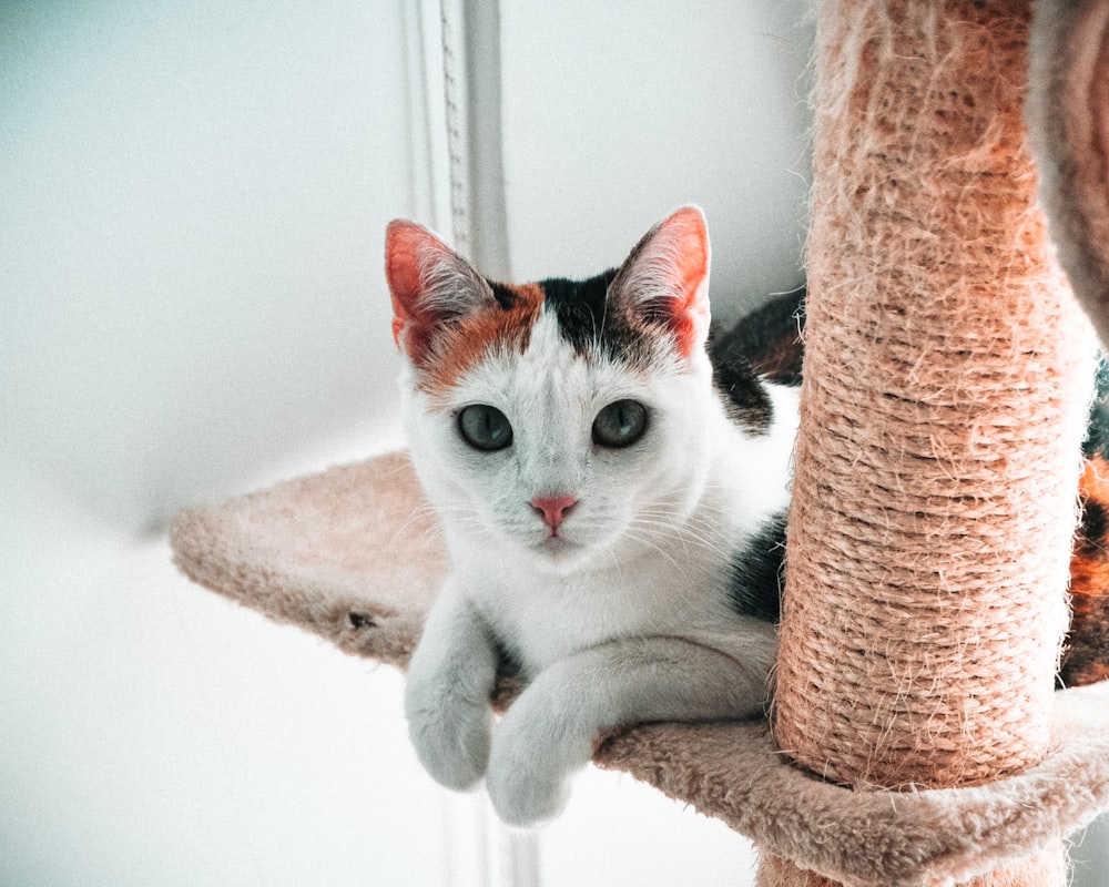 calico cat on cat tree