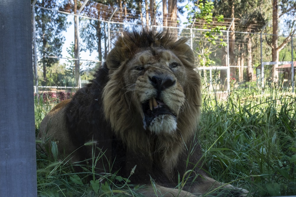 lion photograph