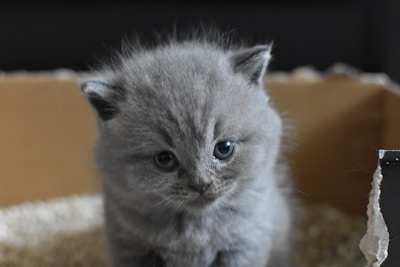 gray Persian cat
