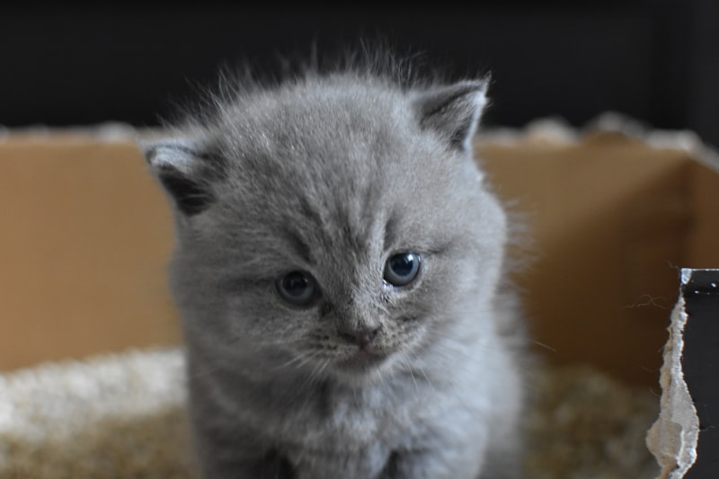 Elegant gray Persian cat — the breed that benefits most from a clean hygienic litter environment