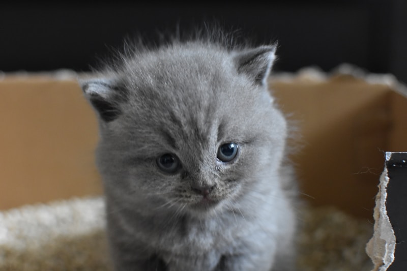 Litter box
