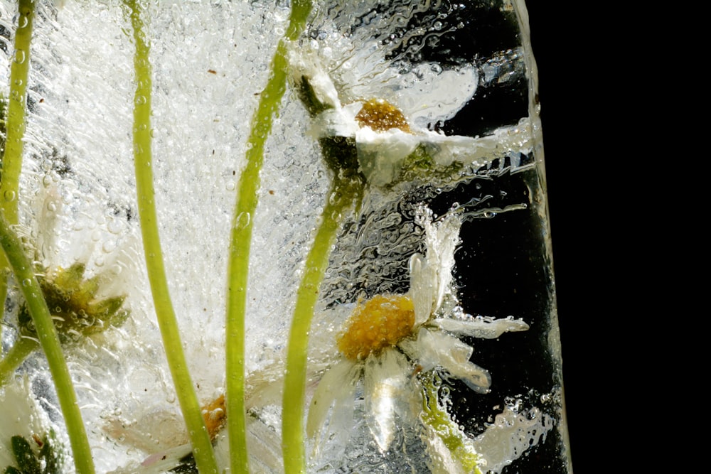 white petaled flower