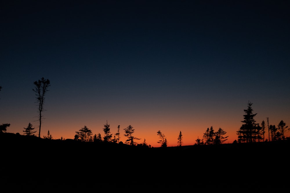 silhouette di alberi durante la notte