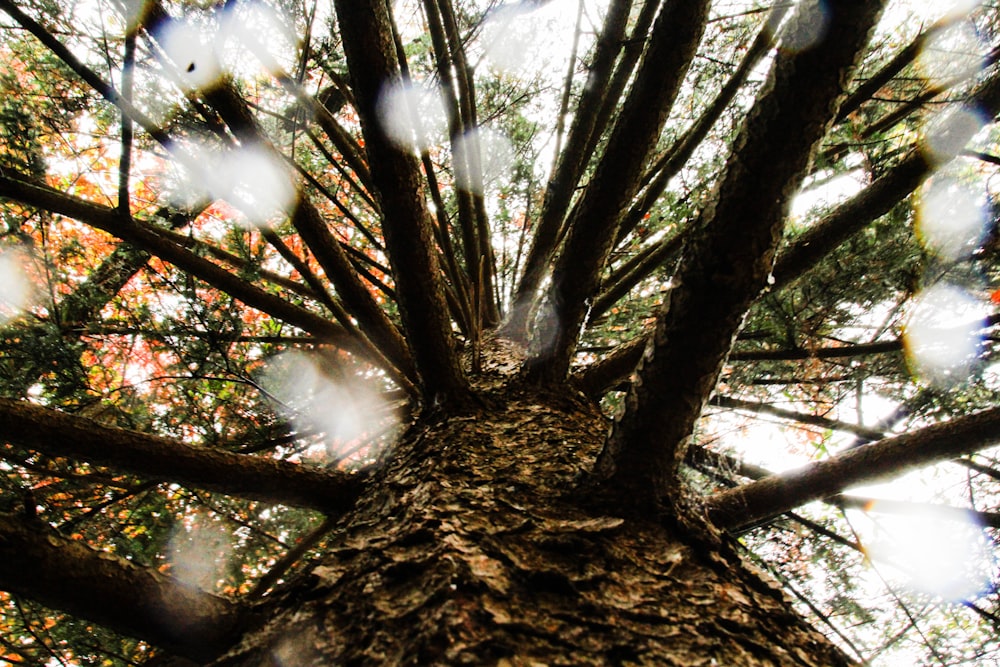 low angle photo of trees