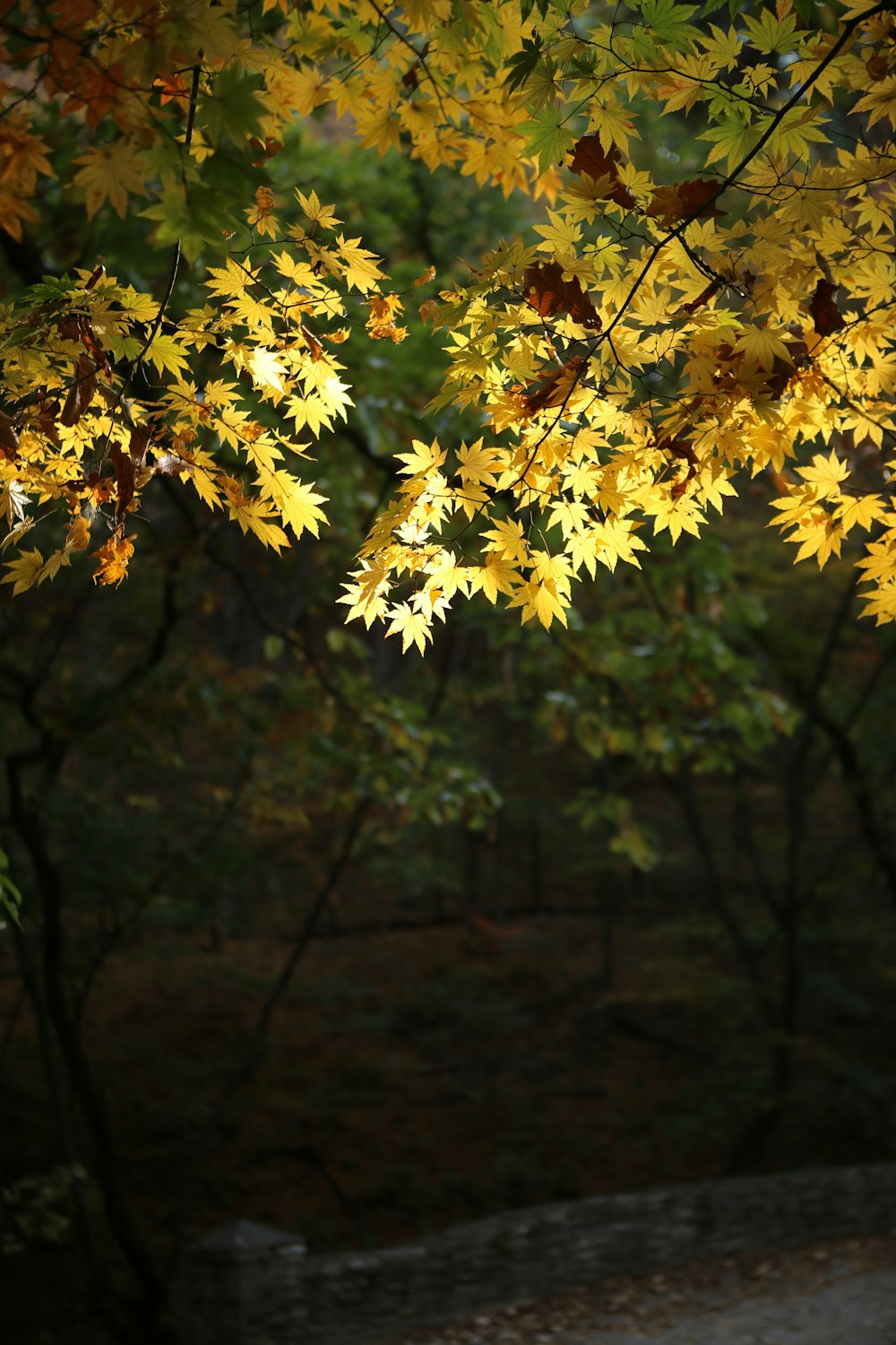 yellow leaf plant