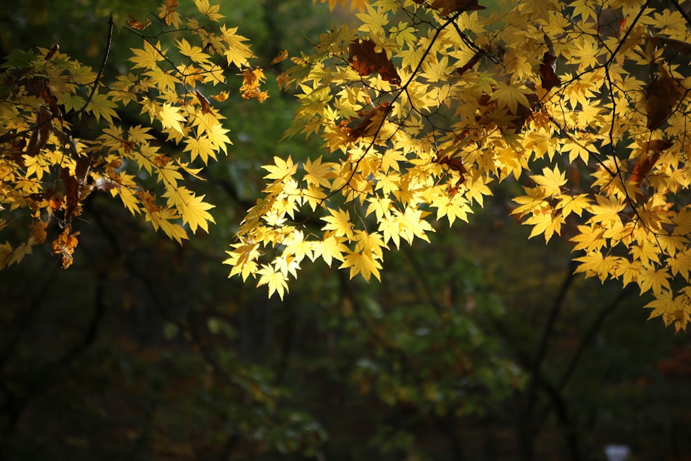 yellow leaf plant