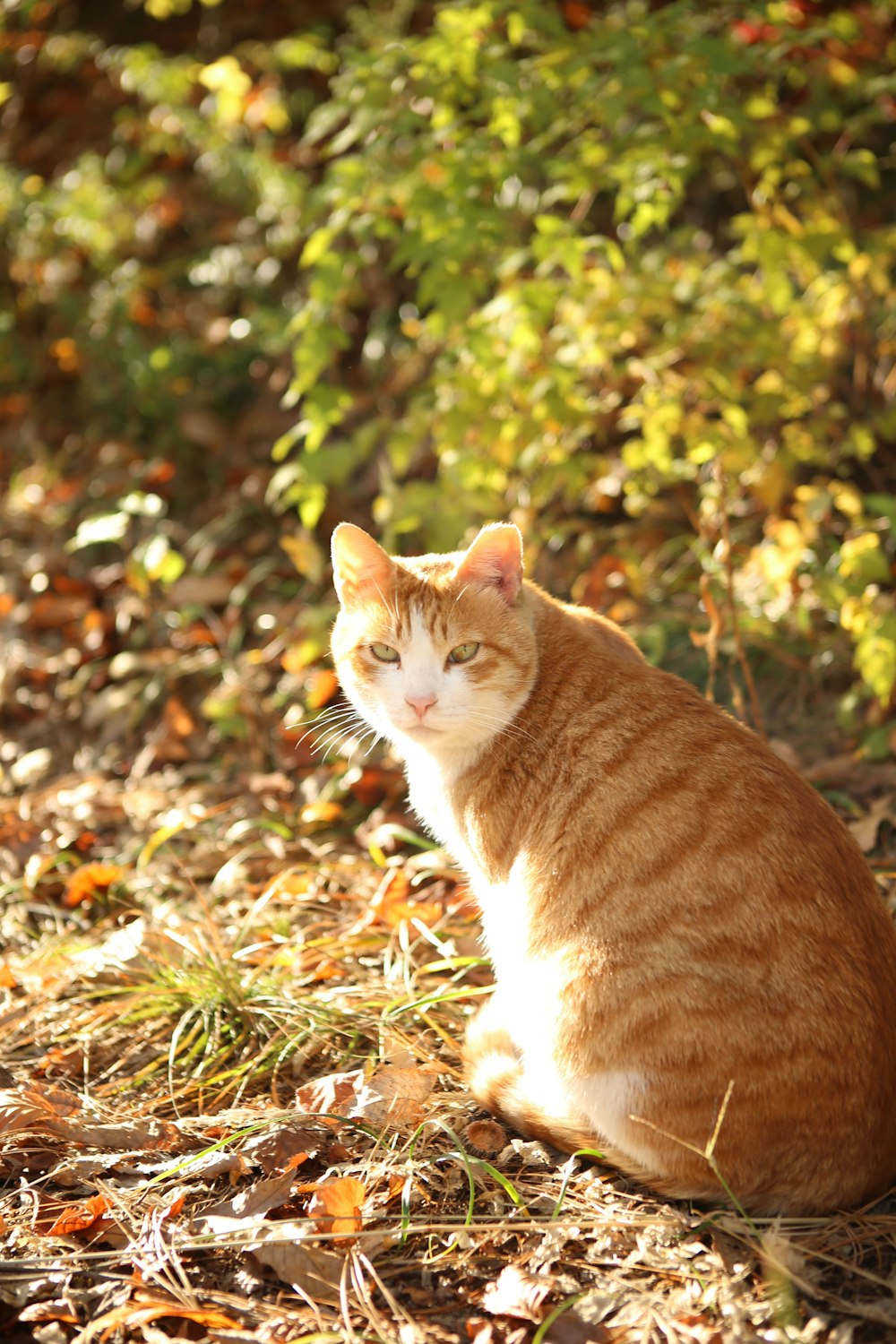 orange and white tabby cat