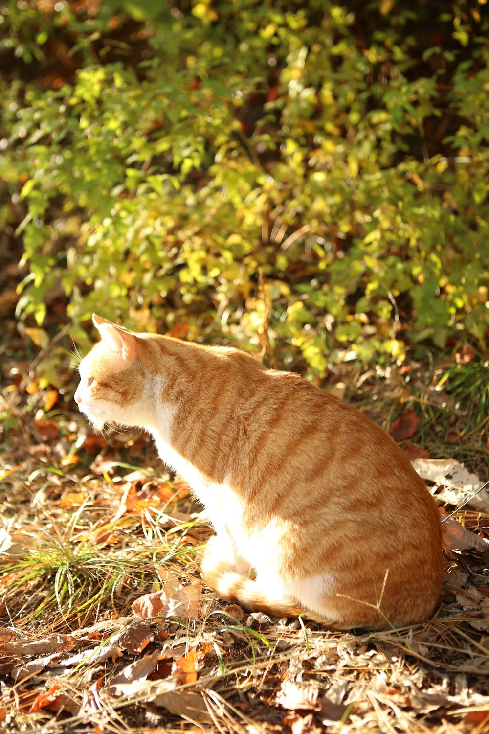 orange and white cat