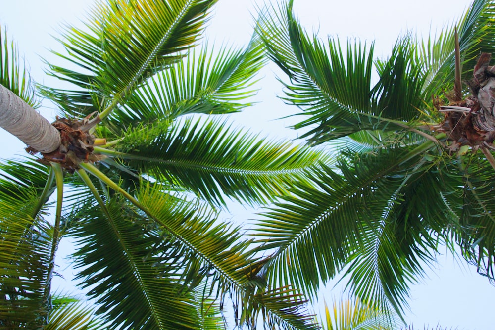 low-angle photography of green coconut trees