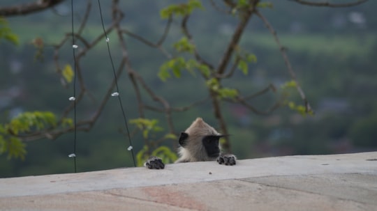 brown and black monkey peeking on wall during daytime in Anuradhapura Sri Lanka