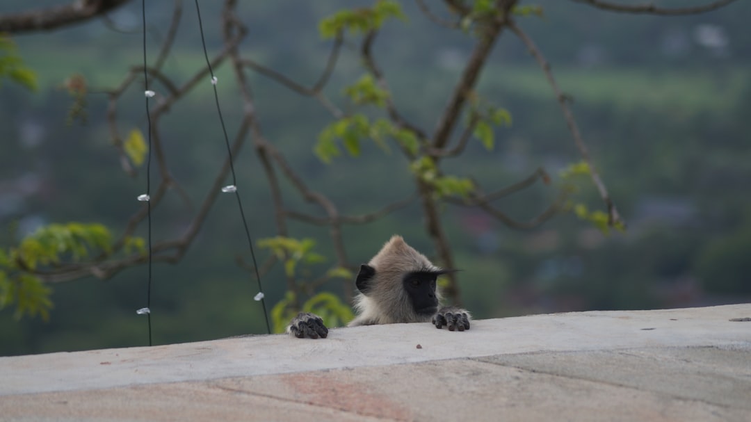 Wildlife photo spot Anuradhapura Dambulla