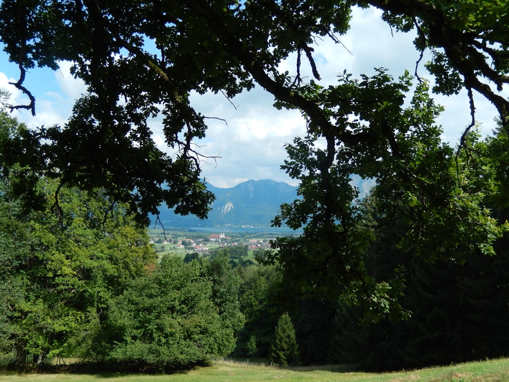 green-leafed trees during daytime