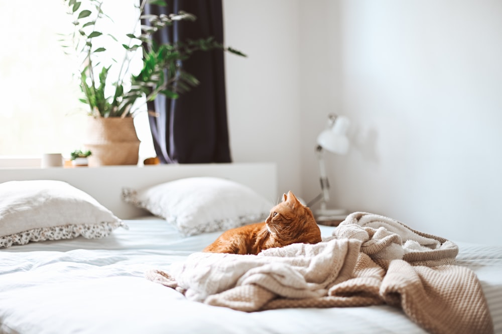 gato acostado en la cama