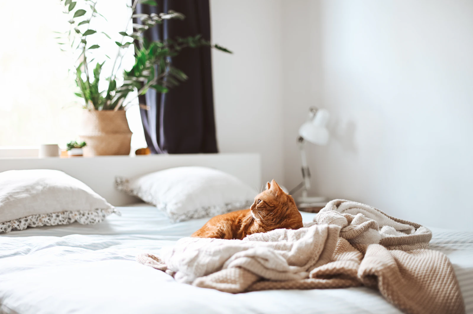 Chat roux paisiblement installé sur un lit clair dans une chambre lumineuse