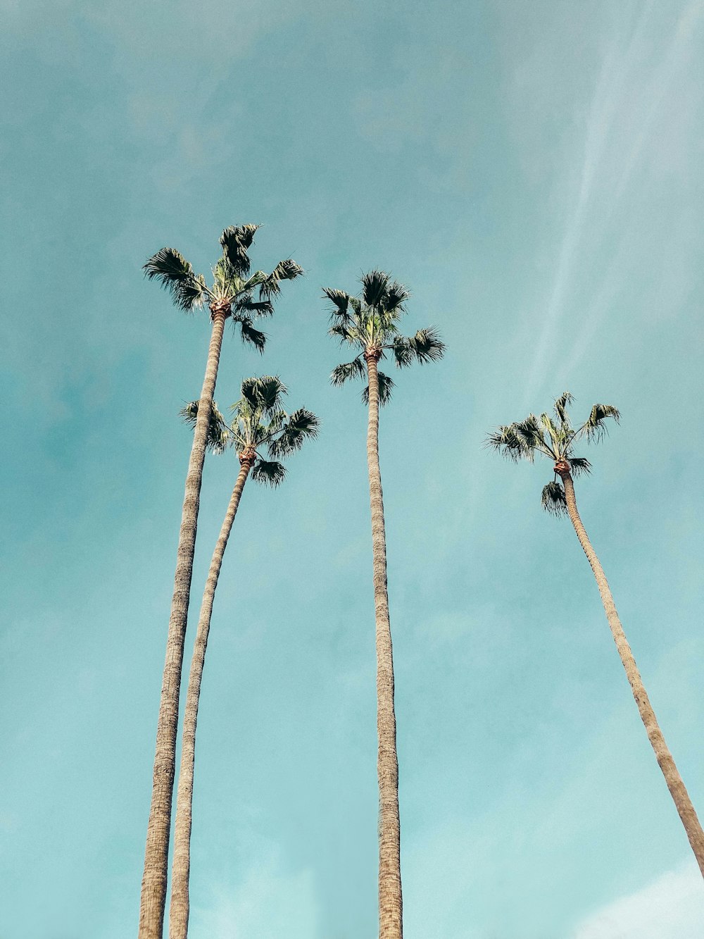 green-leafed trees photograph