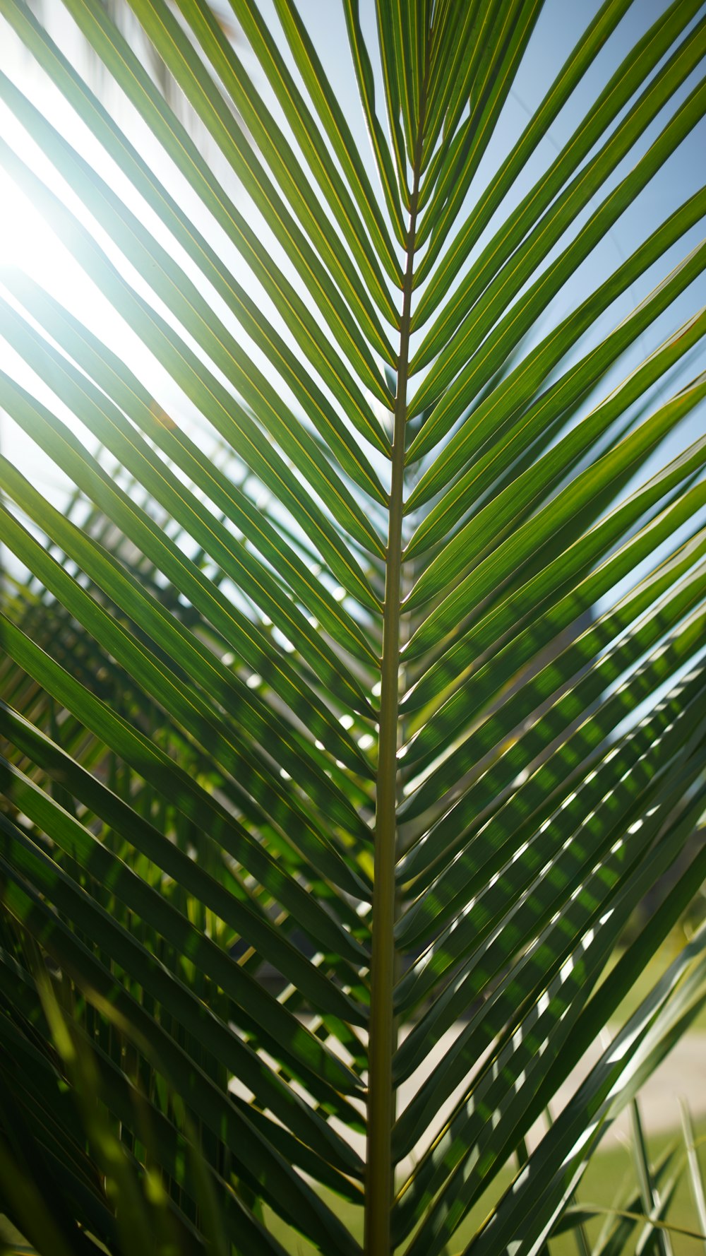 macro photography of green palm plant