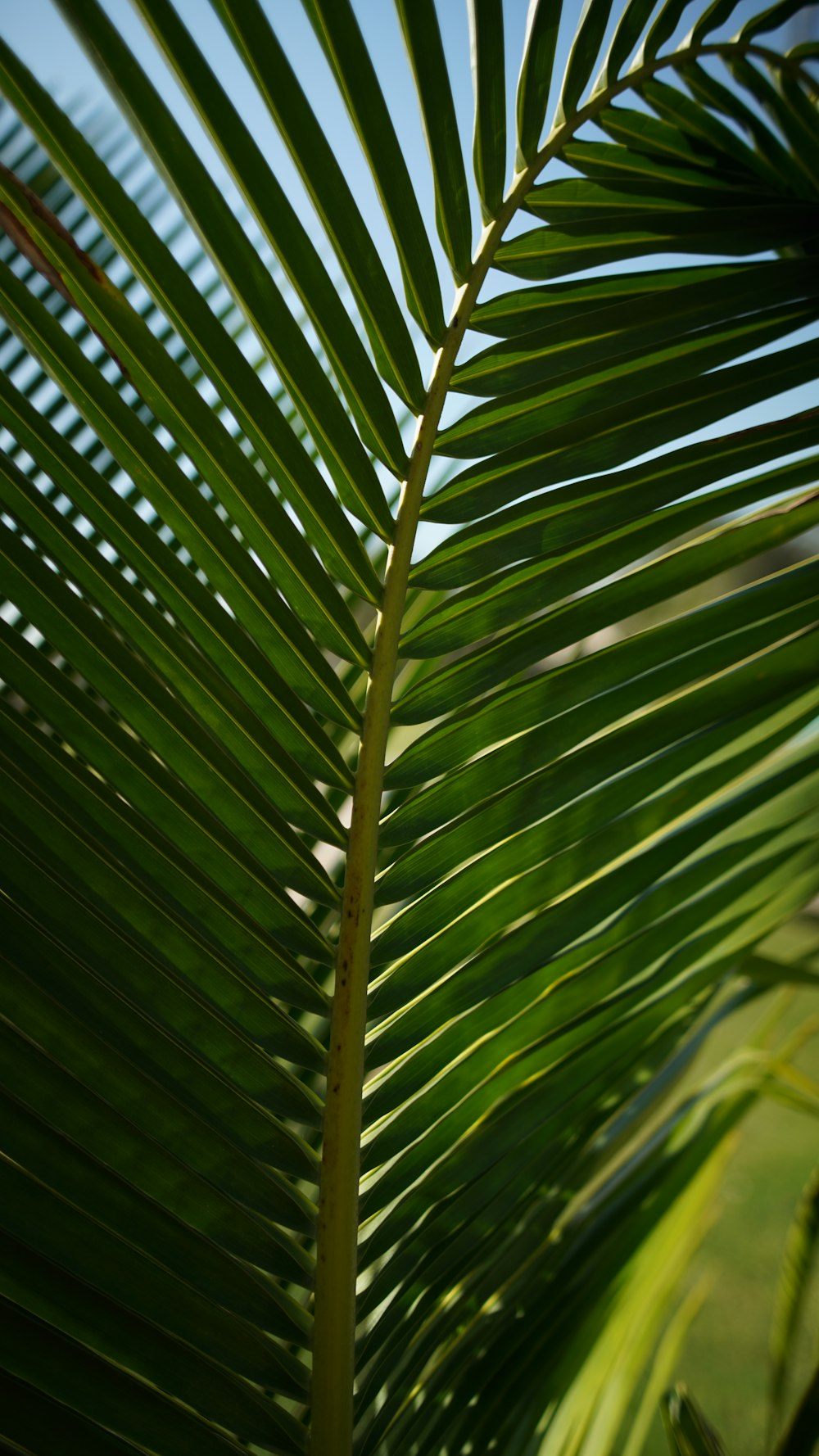 green palm leaf during daytime