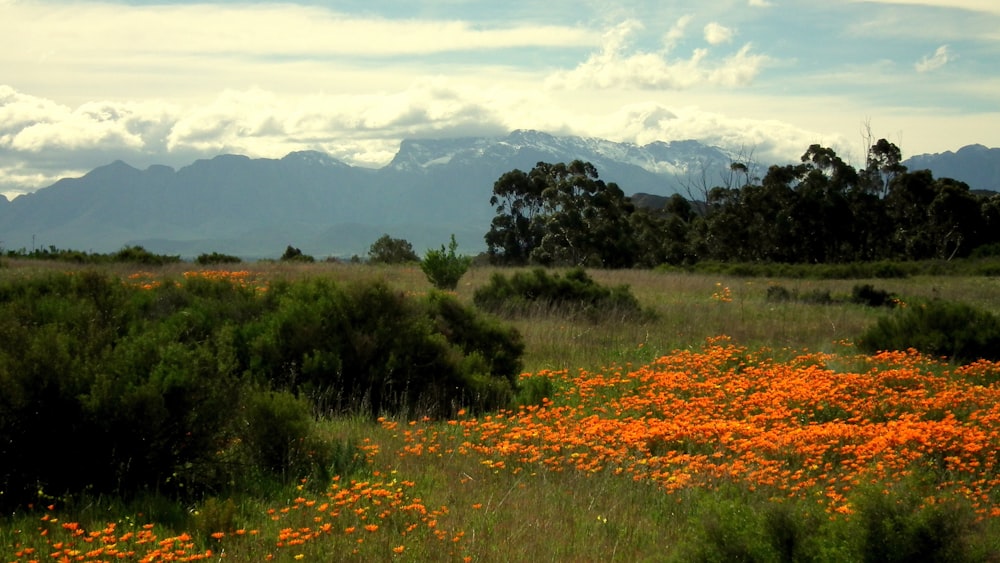 Grünes Gras und gelbe Blumen unter weißen Wolken am Tag