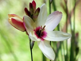 A snapshot of a delicate pink flower bouquet against a white background.
