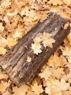 Close-up of a predator call device resting on a weathered wooden log with autumn leaves scattered around