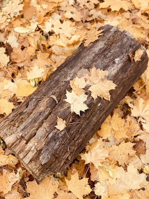 Close-up of a predator call device resting on a weathered wooden log with autumn leaves scattered around