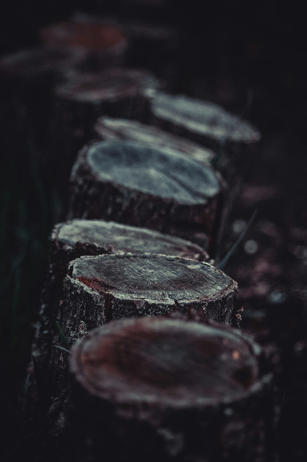 wood logs macro photography