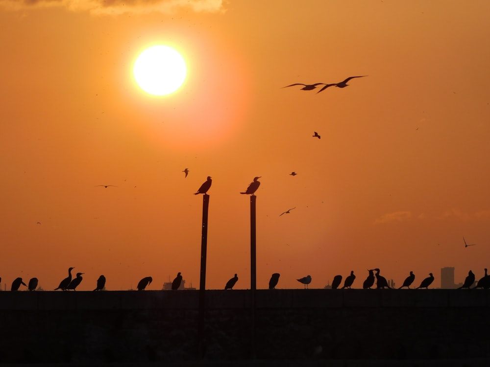 silhouette photography of birds