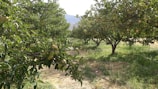 A sunlit orchard with rows of ripe fruit trees ready for harvest.
