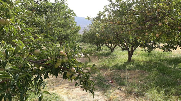 A peaceful orchard in Israel during shemita year, with sunlight filtering through the trees.