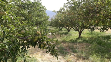 A lush orchard filled with apple trees bearing ripe fruit, with thick green foliage. The ground is covered in grass and sunlight filters through the leaves, illuminating the peaceful scene.