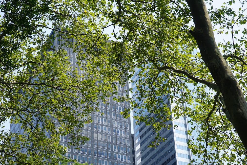 árbol de hojas verdes