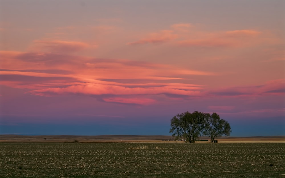 tree on green grass field