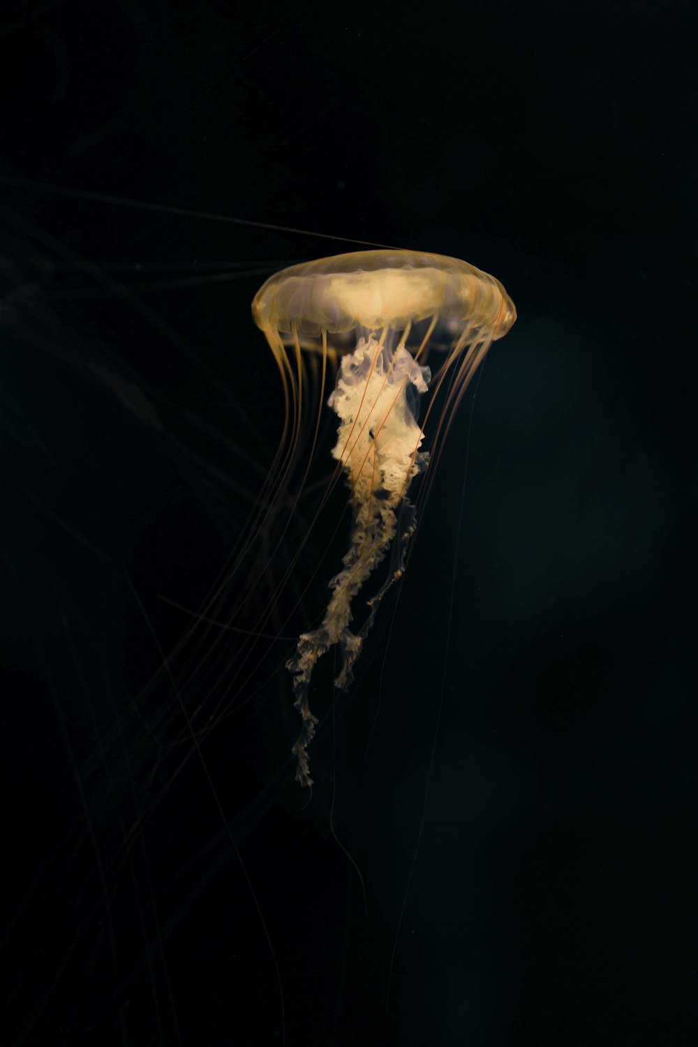 selective-focus photograph of brown jellyfish