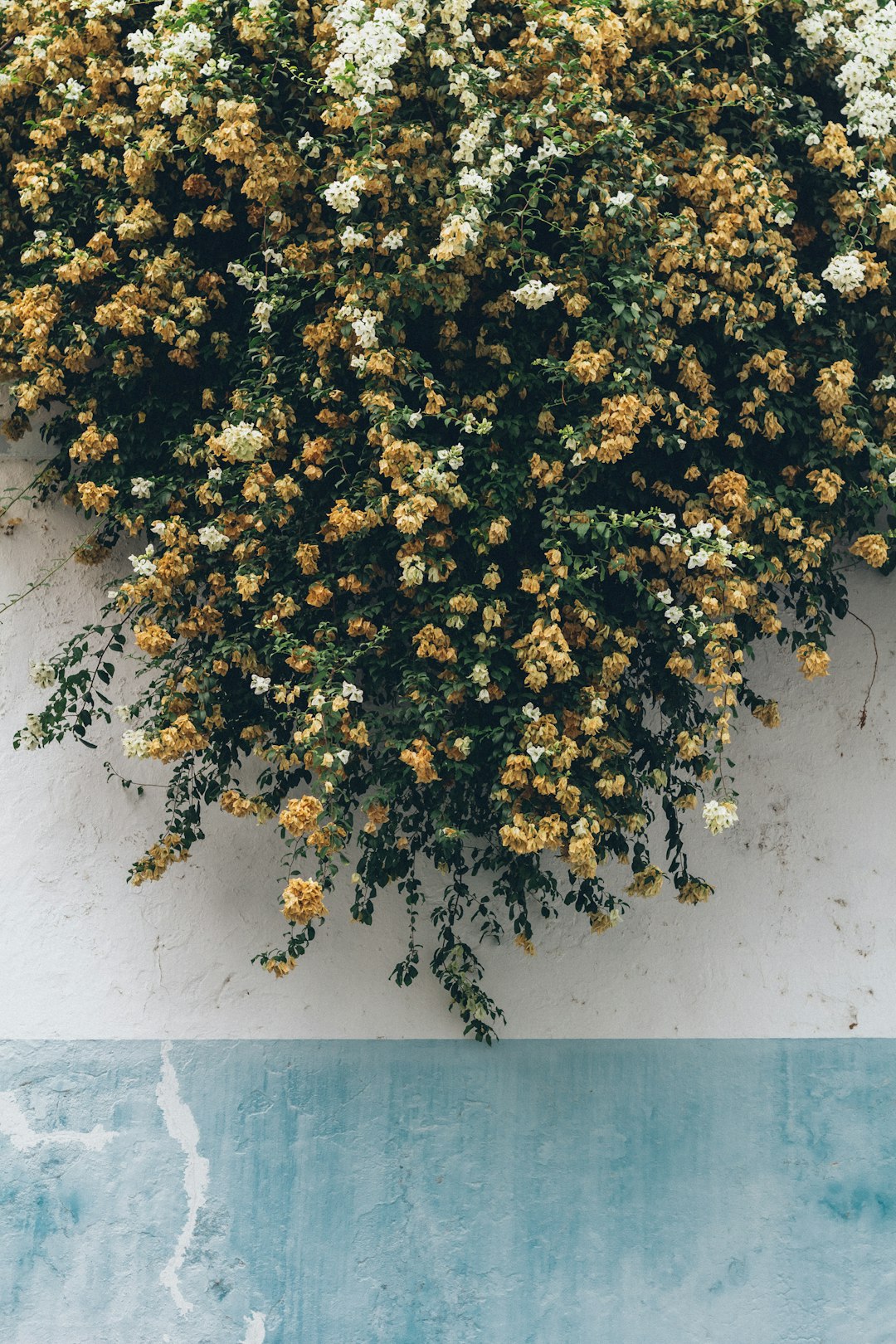 yellow-petaled flowers with green leaves on white wall