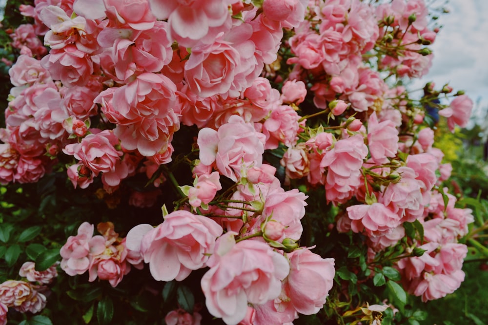 pink-petaled flowers