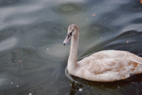 white and brown duck in Versailles France