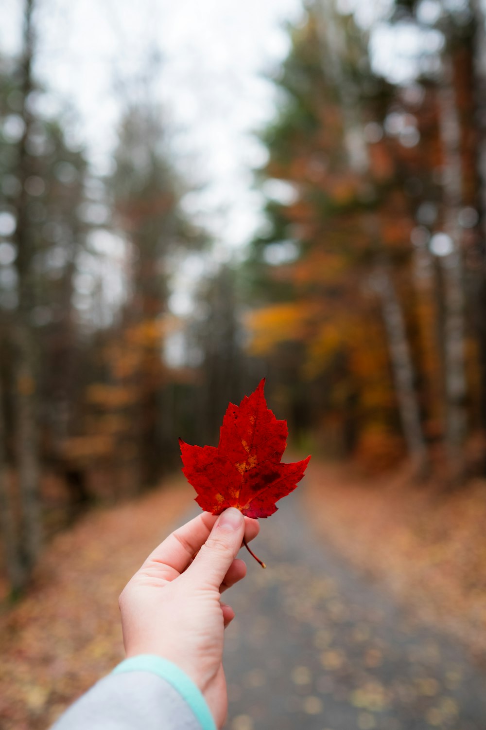 person holding maple leaf