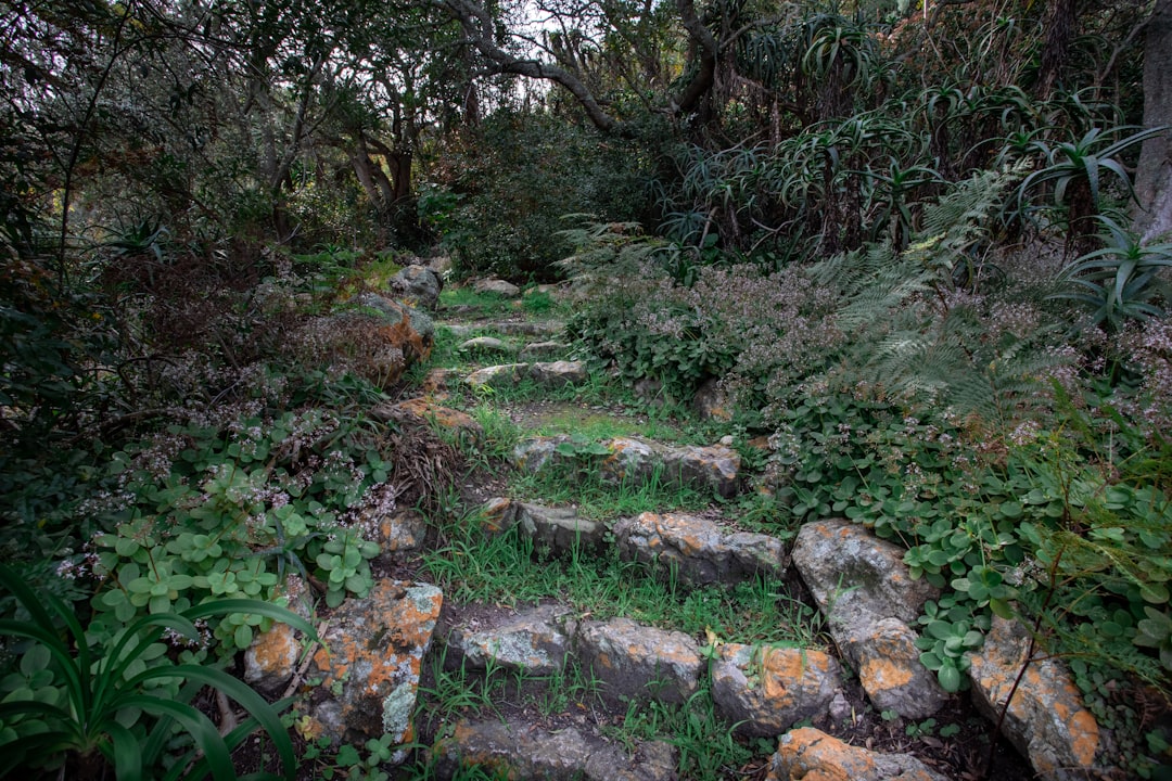 Forest photo spot Caledon South Africa