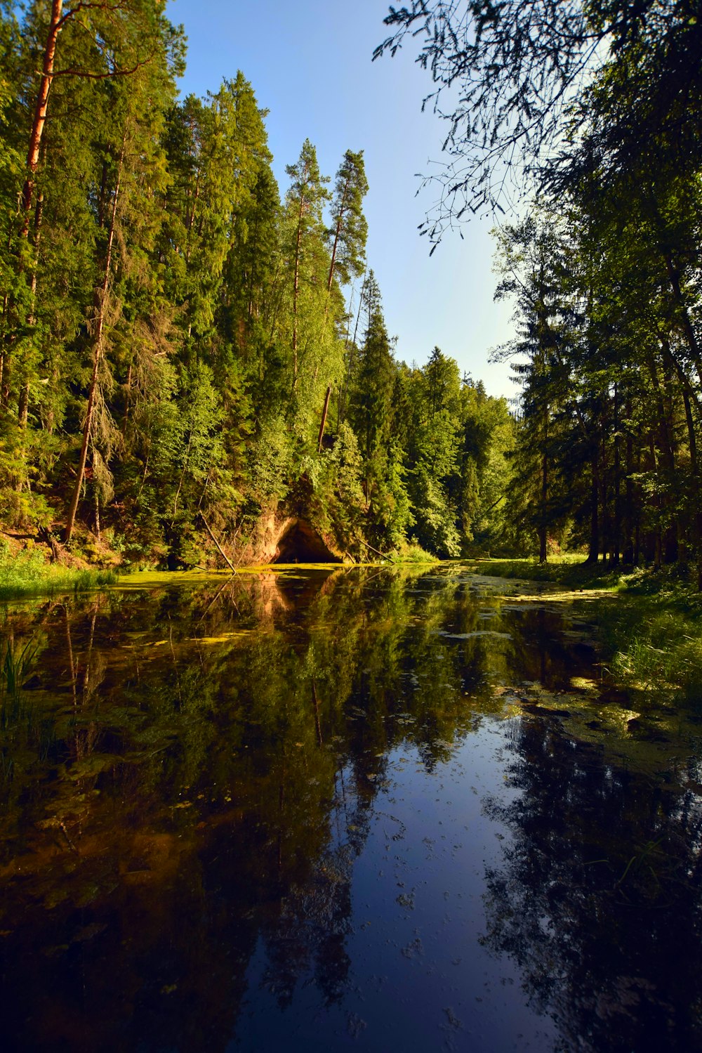 calm body of water surrounded by trees