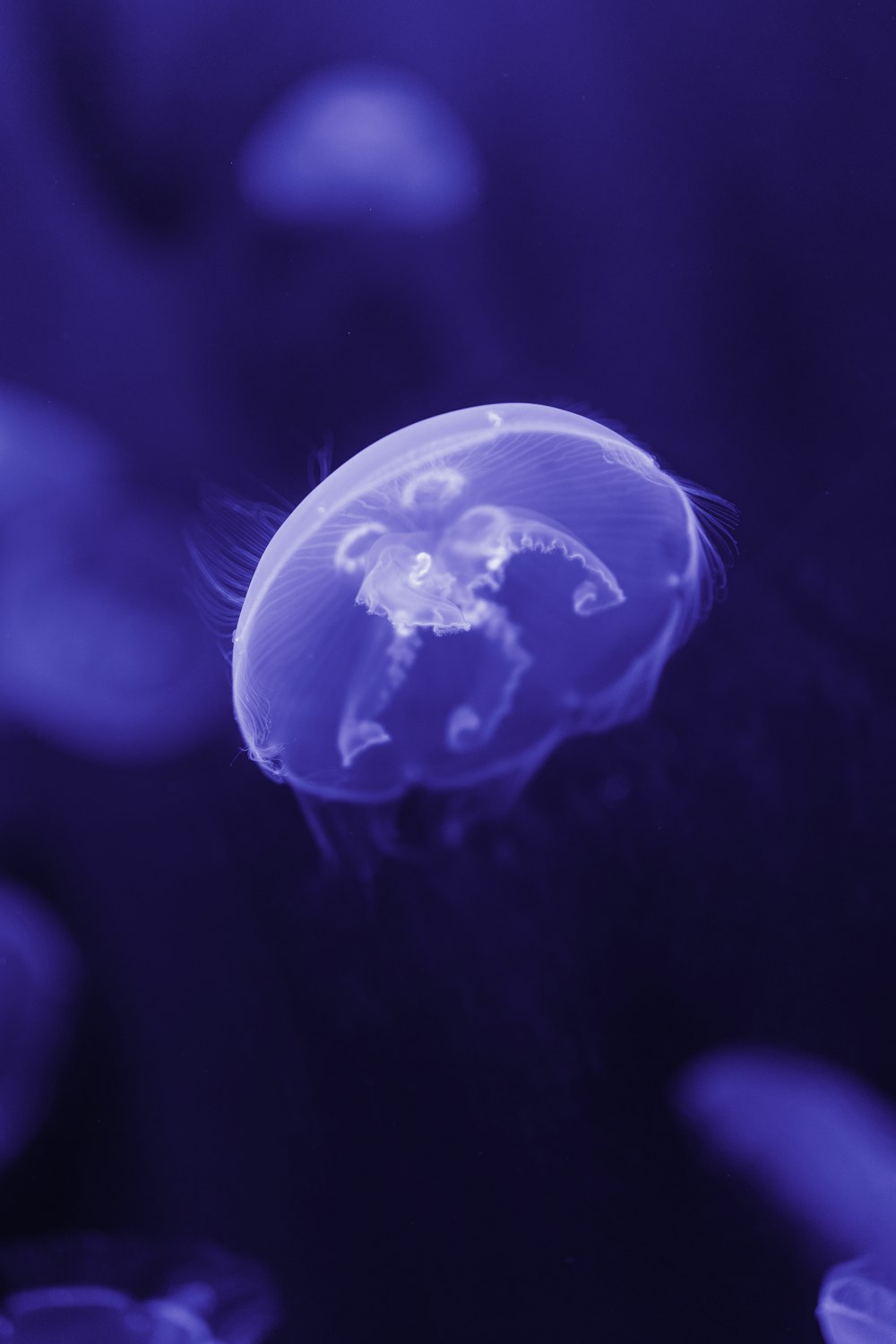 selective-focus photograph of jellyfish