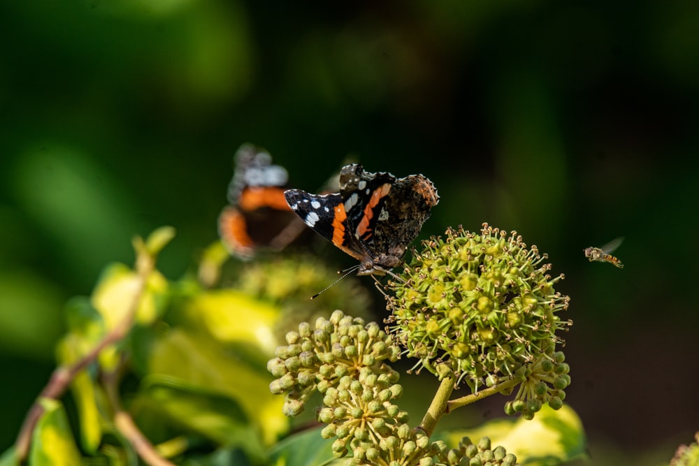 selective focus photo of black and orange moth on plant