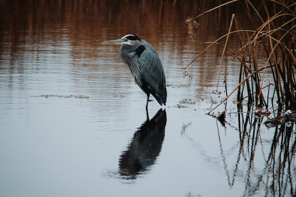 grey bird on shallow water near grasses