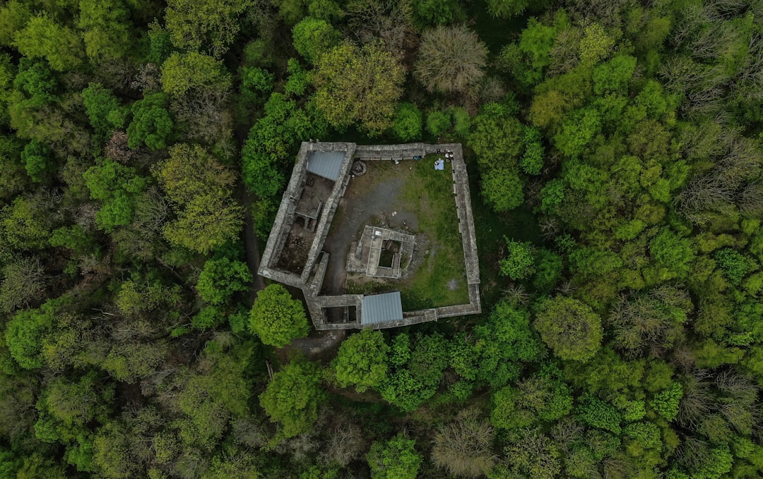 aerial photography of green-leaved trees