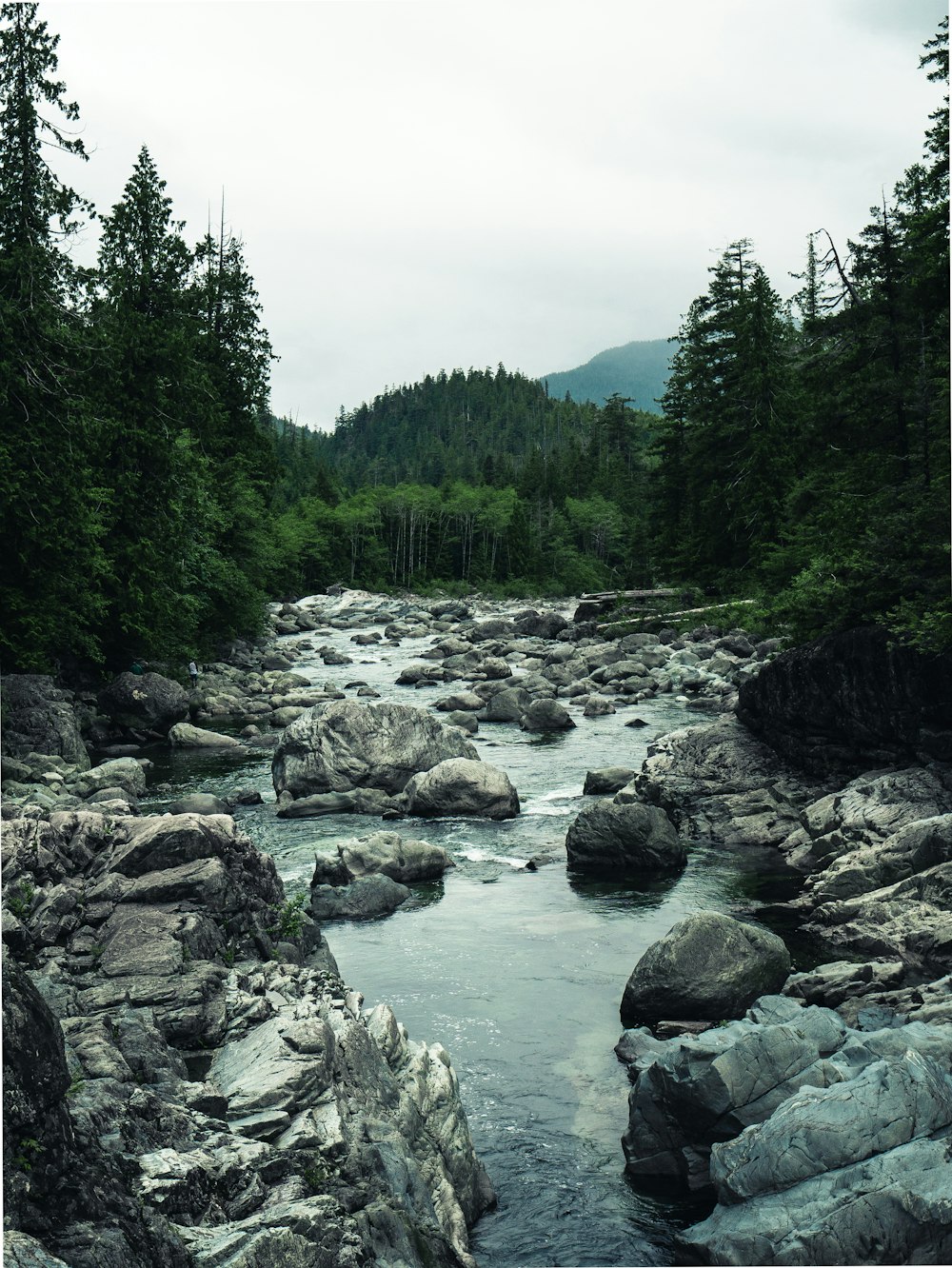 rocky river surrounded with trees