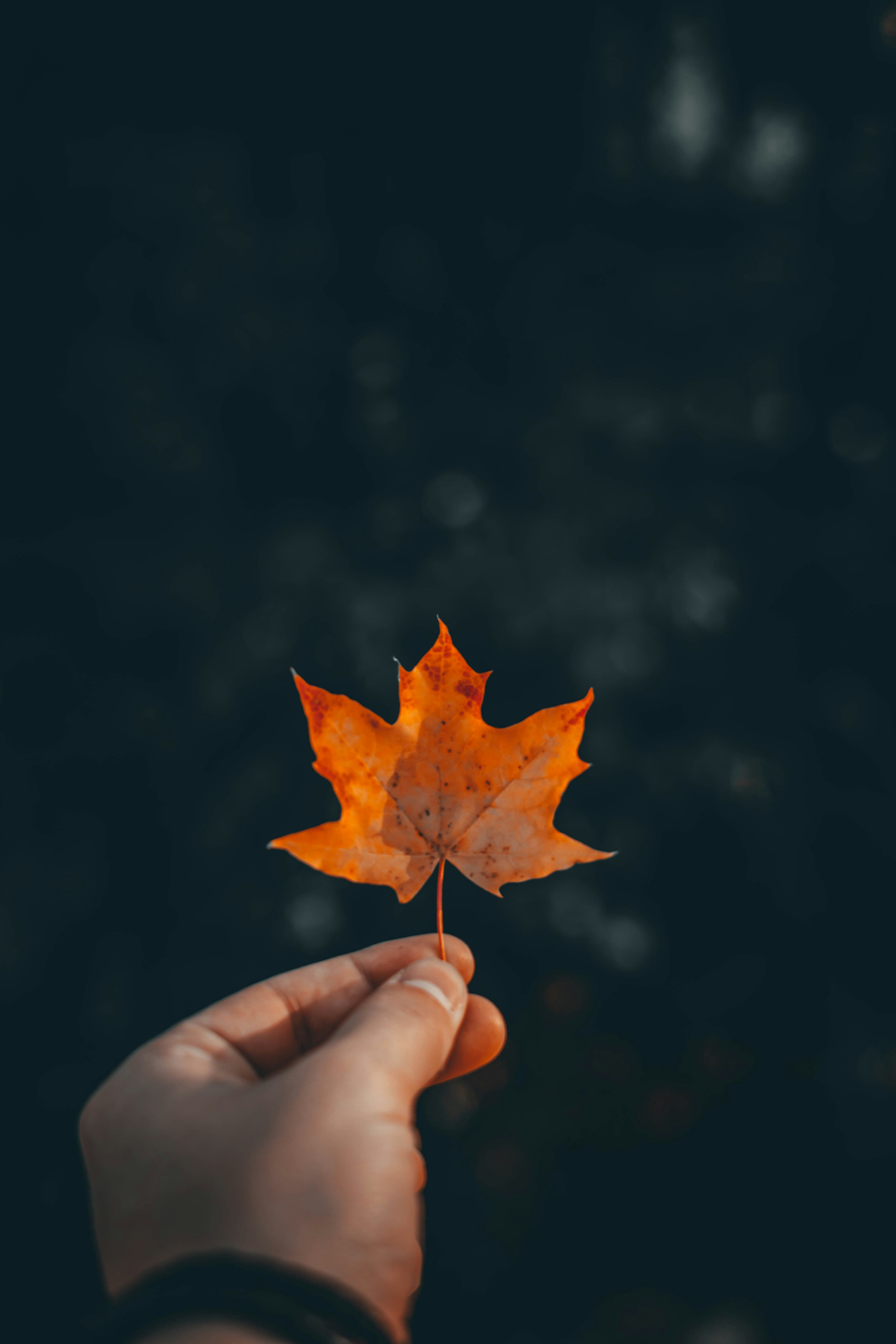 Photo by sebastiandumitru