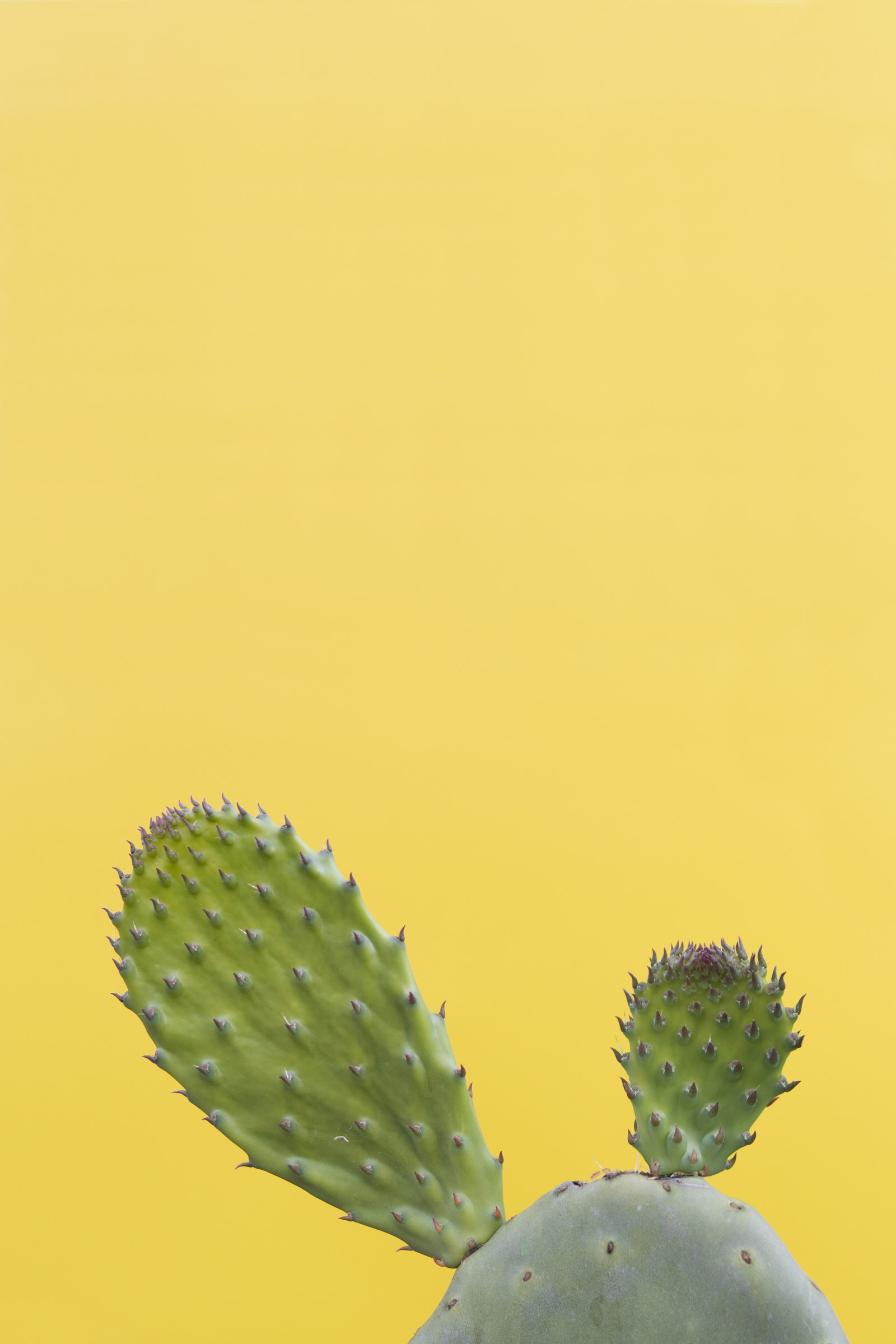 Nikon D850 + Nikon AF-S Nikkor 24-70mm F2.8E ED VR sample photo. Green cactus in yellow photography