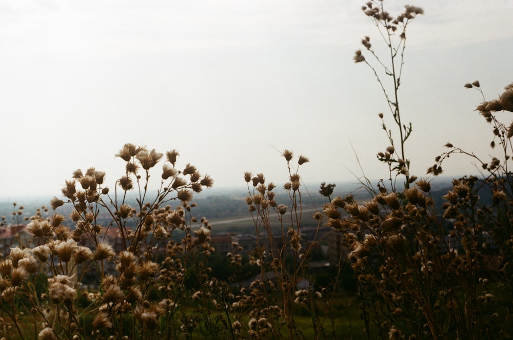 dried flower field