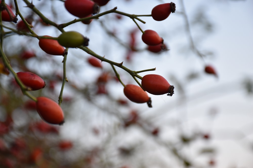 red berries close-up photo